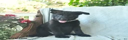 German Shepherd dogs for sale: Gage  - Ad 3
