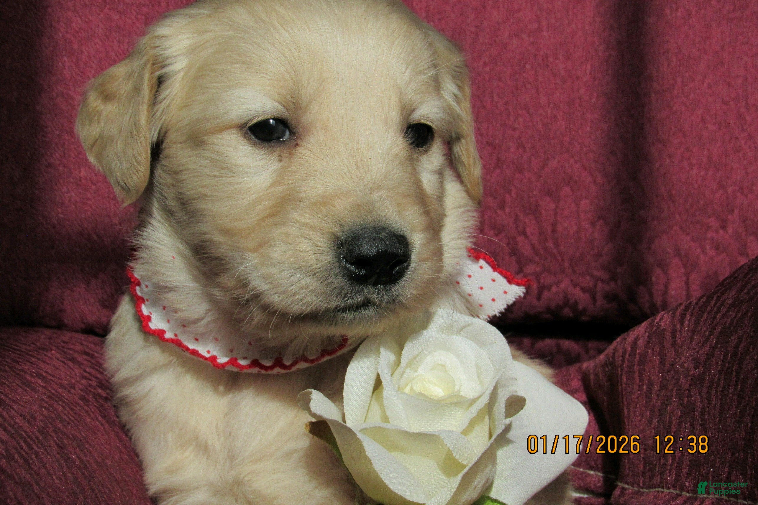 Golden Retriever dogs for sale: Golden Retriever Puppy 1 Shae - Ad 4