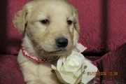 Golden Retriever Puppy 1 Shae
