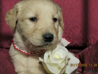 Golden Retriever dogs Golden Retriever Puppy 1 Shae - Ad 22