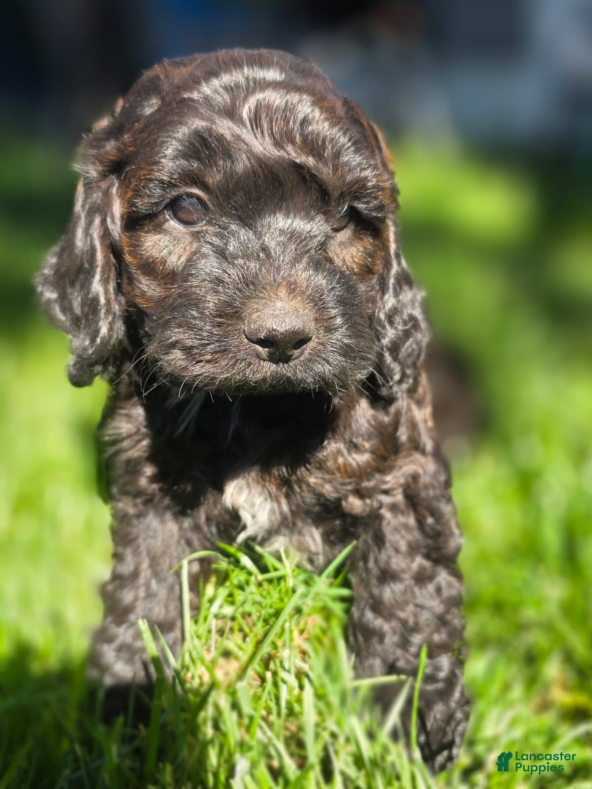 Cockapoo dogs Max  - Ad 8