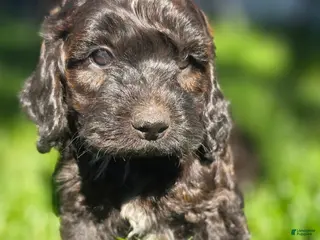Cockapoo dogs Max - Ad 8
