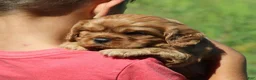 Cavalier King Charles Spaniel dogs for sale: Vance - Ad 1