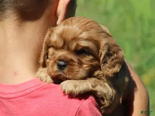Cavalier King Charles Spaniel dogs Vance - Ad 10