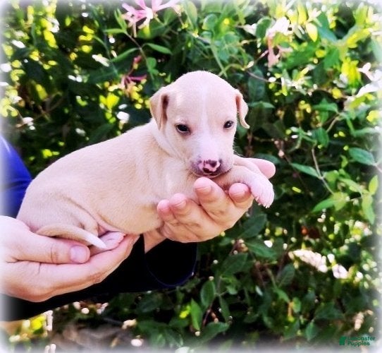 Italian Greyhound dogs Zoe - Ad 2