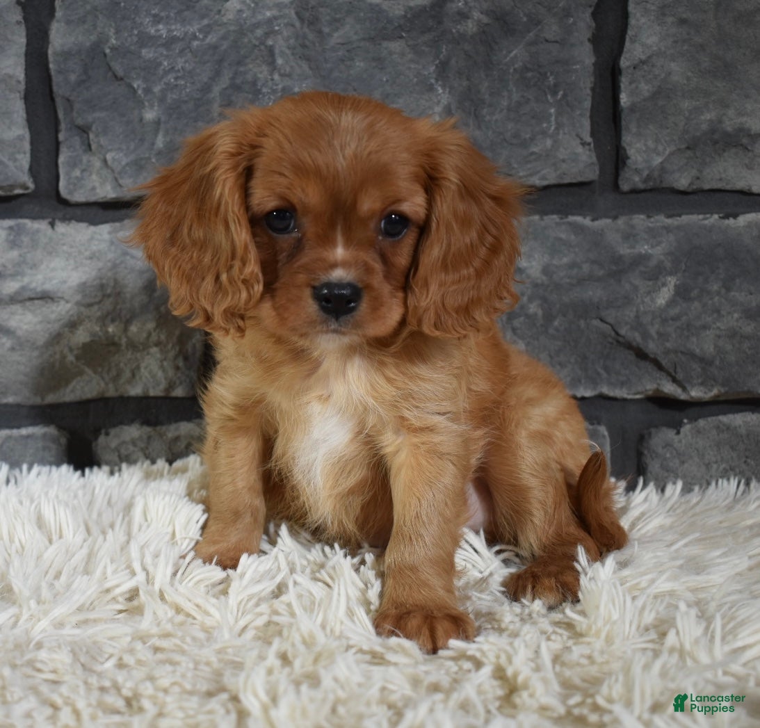 Cavalier King Charles Spaniel dogs Riley  - Ad 1