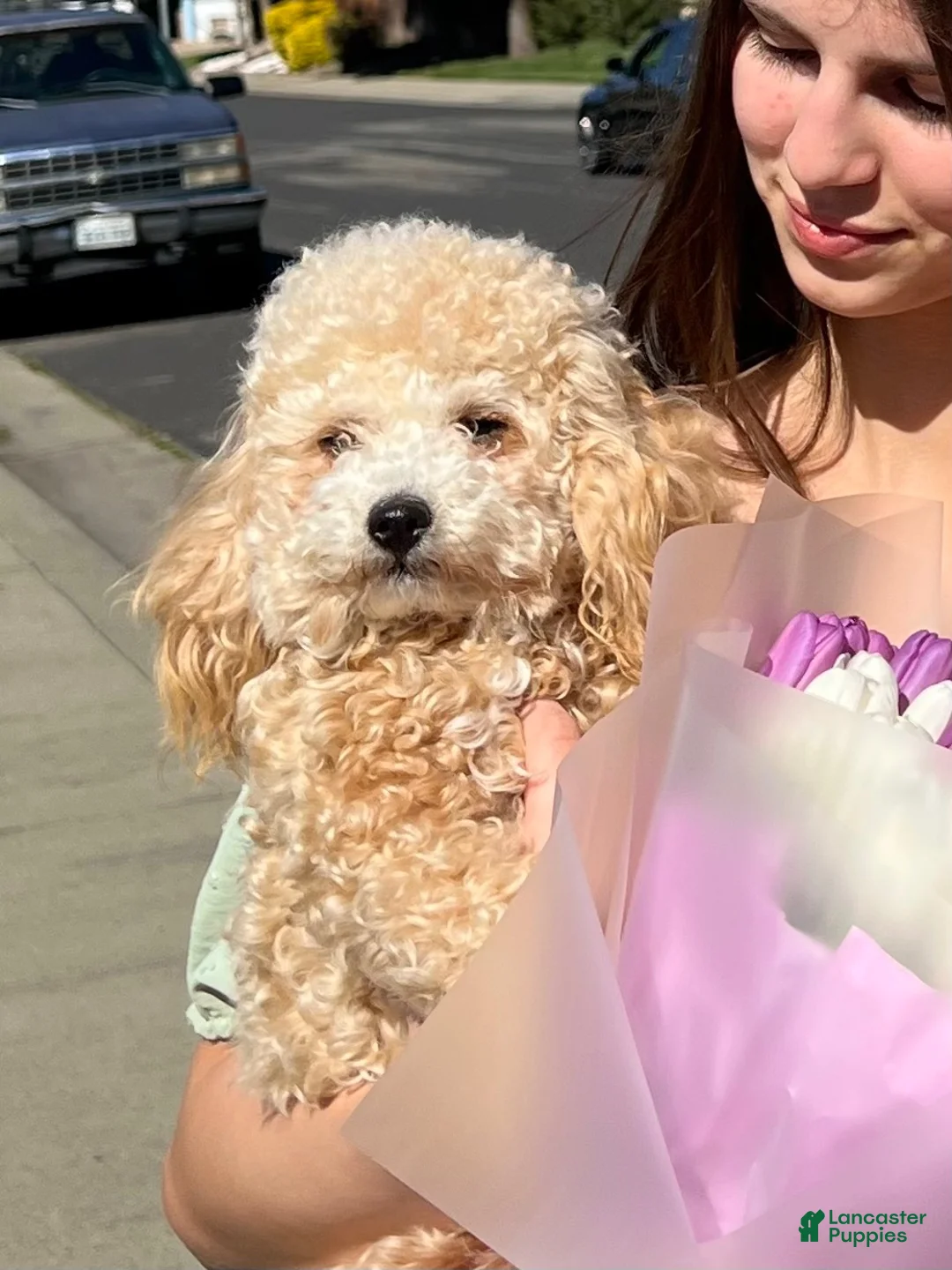 Toy Poodle dogs for sale: Toy Poodle 1 - Ad 3