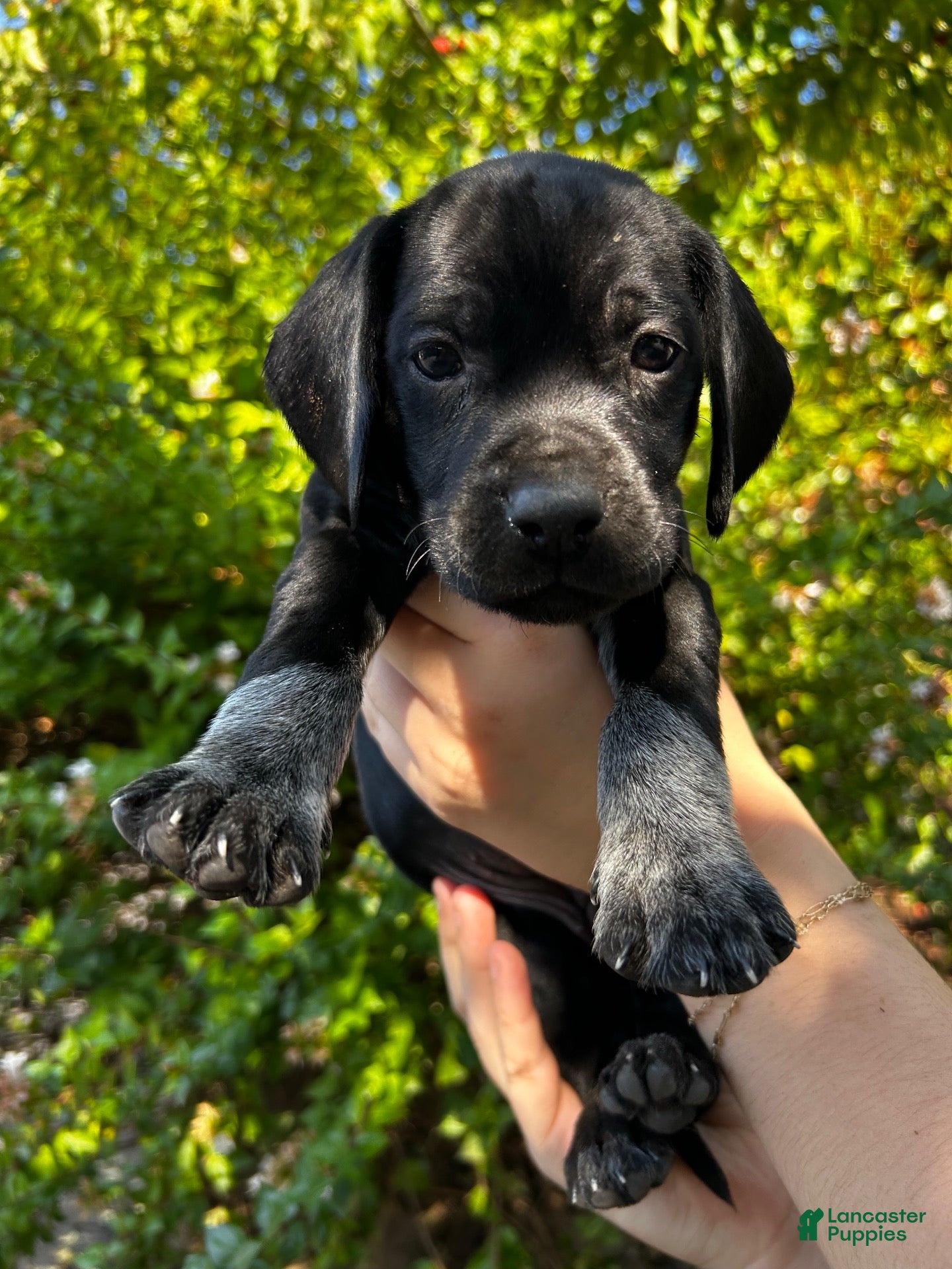 Mixed Breed dogs Light blue  - Ad 11
