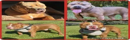 American Bully dogs for sale: American Bully 1 - Ad 2