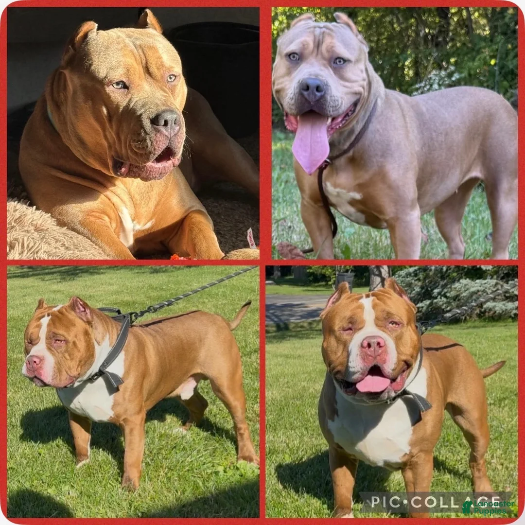 American Bully dogs for sale: American Bully 1 - Ad 2