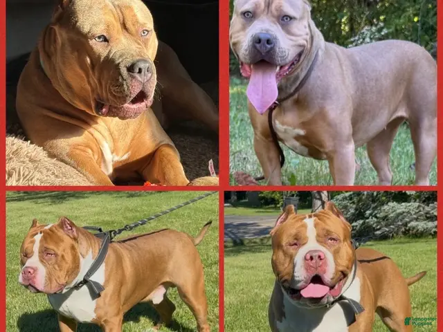 American Bully dogs for sale: American Bully 1 - Ad 2