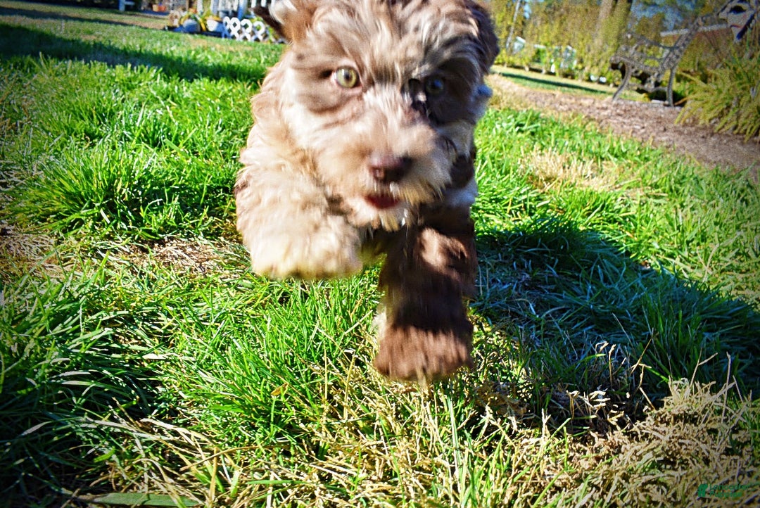 Havapoo dogs for sale: Jimbo - Ad 19