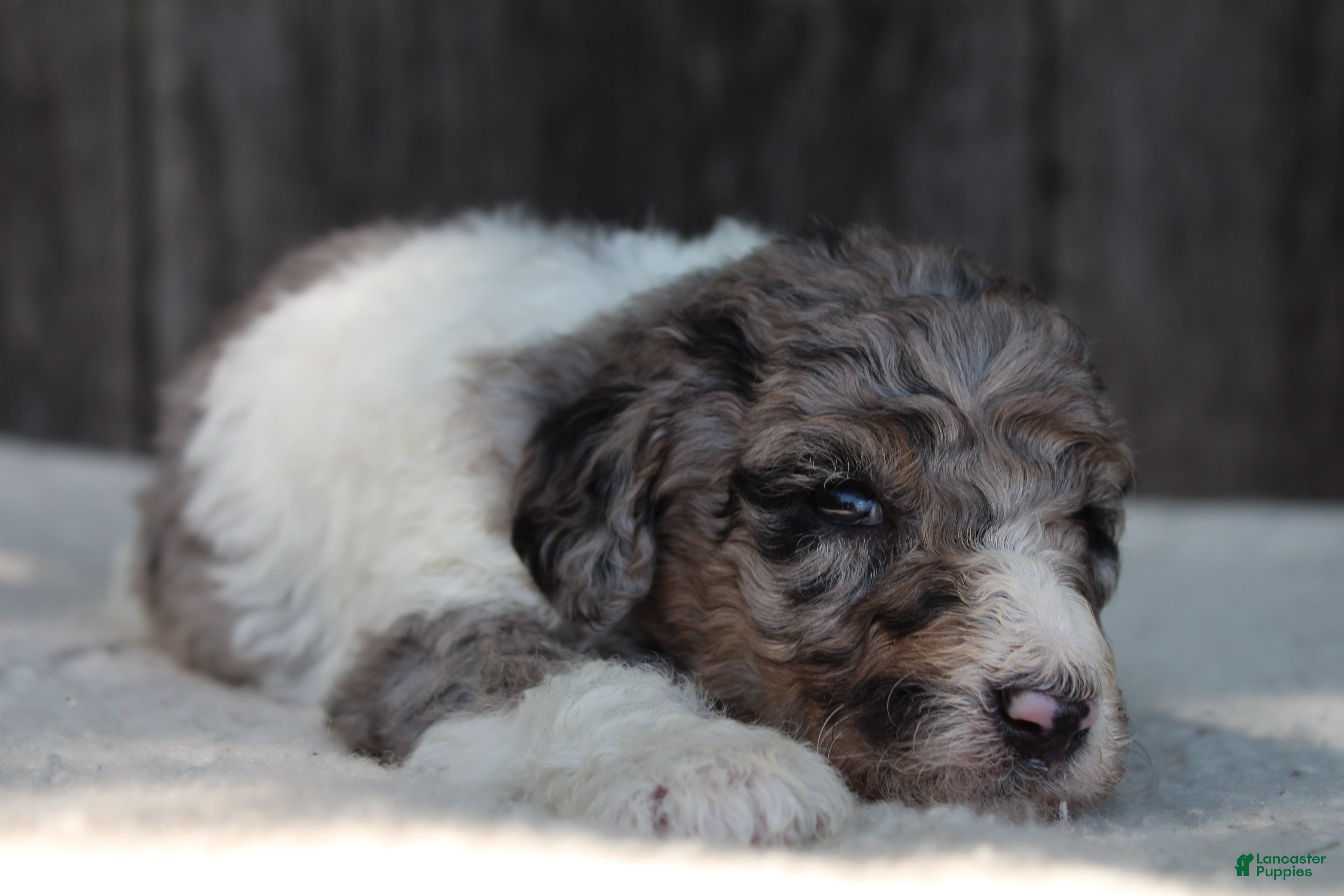 Standard Poodle dogs for sale: Clover AKC standard poodle - Ad 4