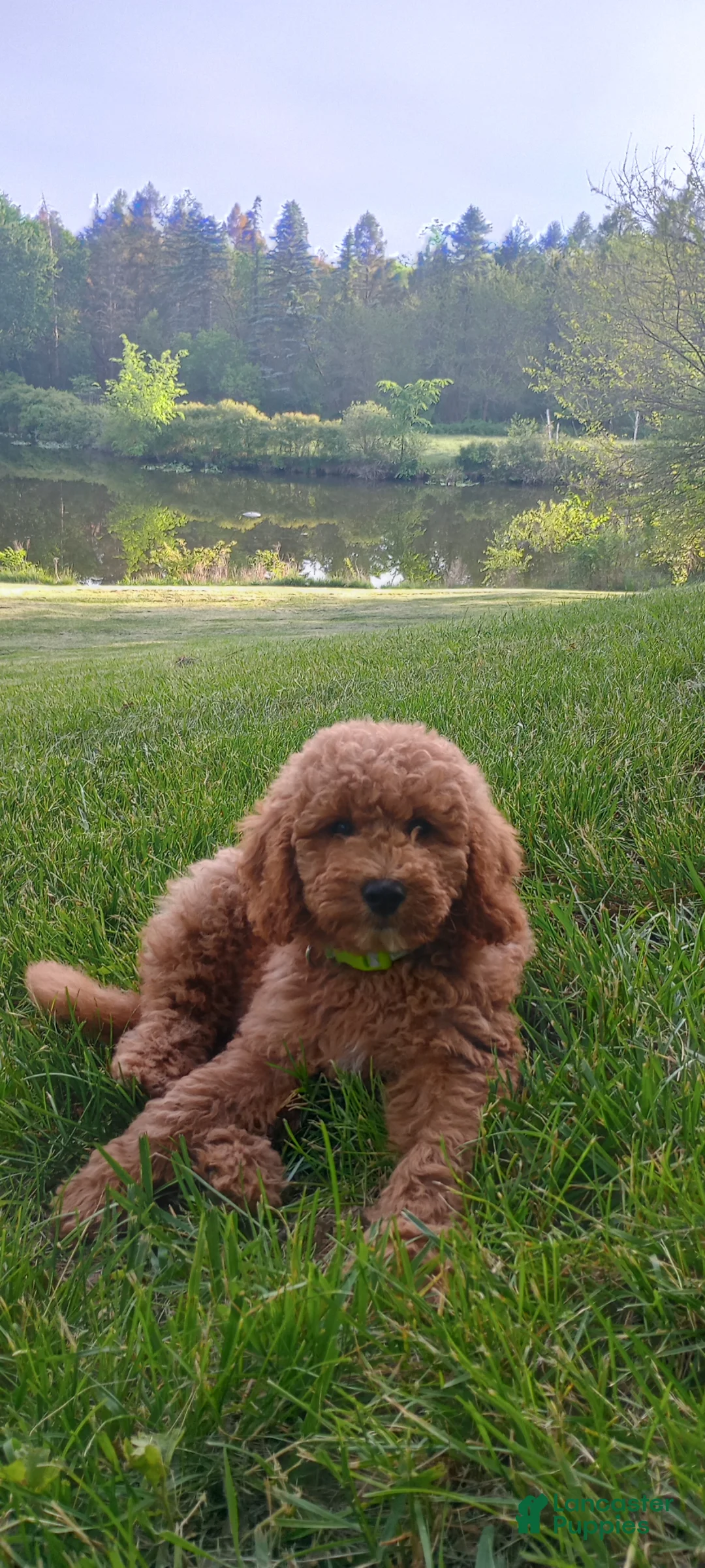 Mini Goldendoodle dogs for sale: Peter Mini Goldendoodle Puppy 1 - Ad 10