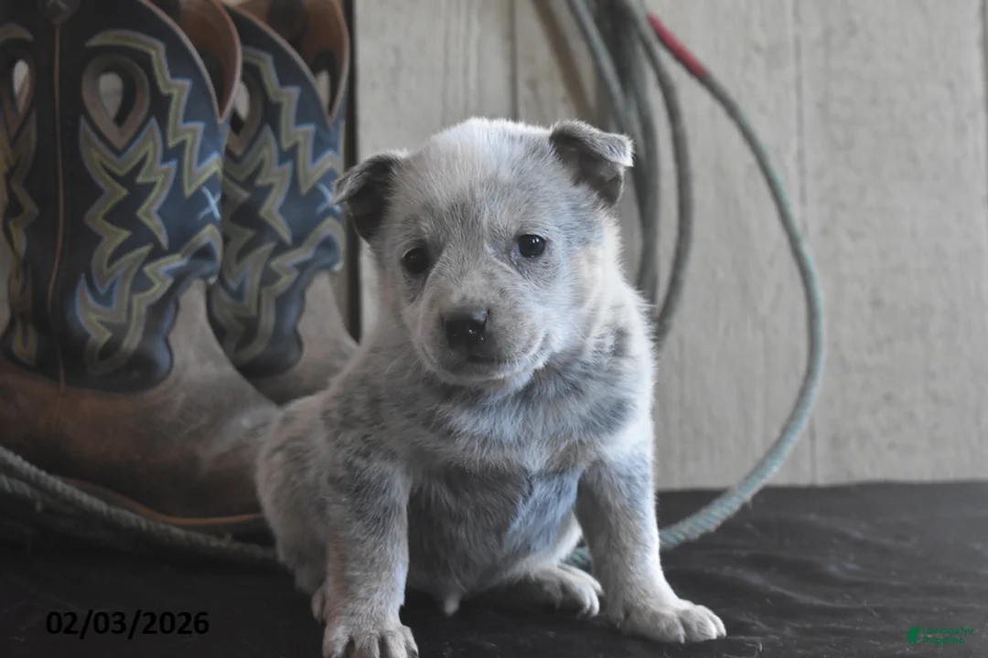 Australian Cattle Dog dogs for sale: Dakota - Ad 2