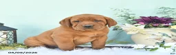 Labrador Retriever dogs for sale: Daisy  - Ad 3