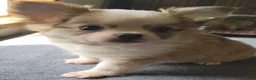 Chihuahua dogs for sale: Chihuahua 1 - Ad 7