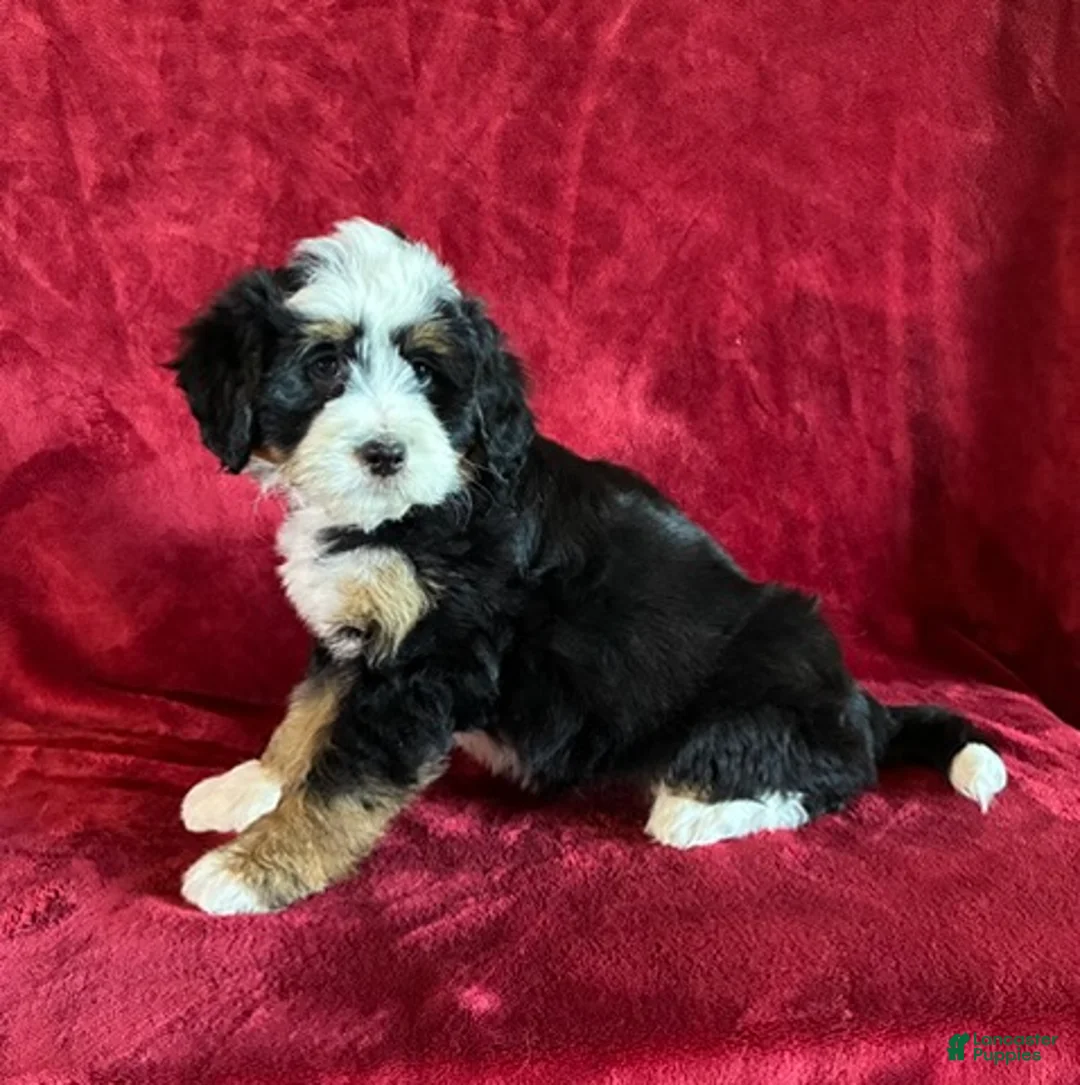 Mini Bernedoodle dogs for sale: Bella - Ad 2