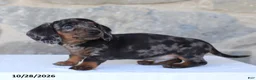 Dachshund dogs for sale: Ezra - Ad 3