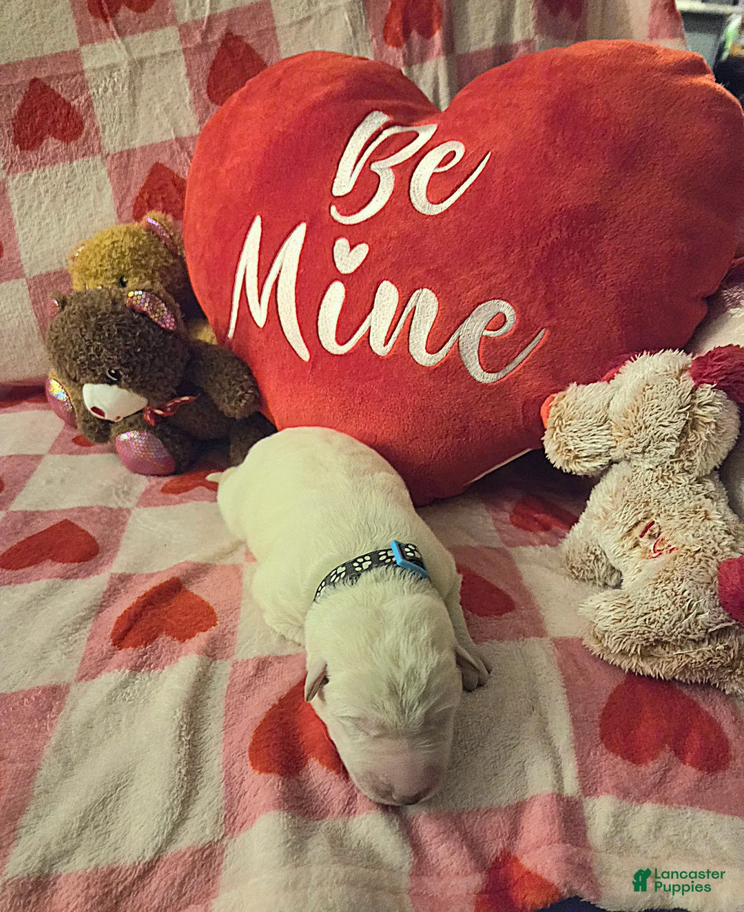 German Shepherd dogs for sale: German Shepherd Puppy 1 - Ad 2