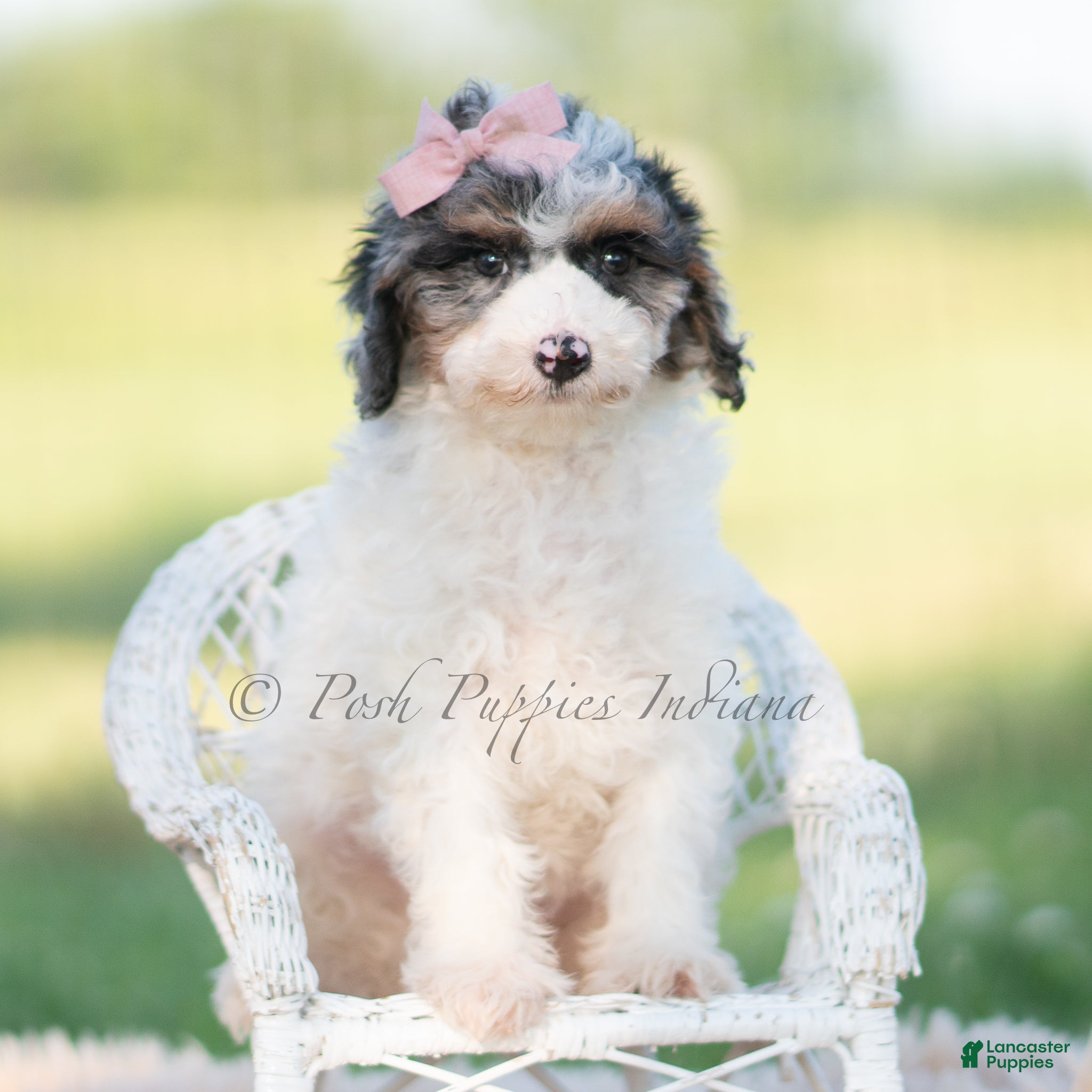 Mini Goldendoodle dogs vivi - Ad 9