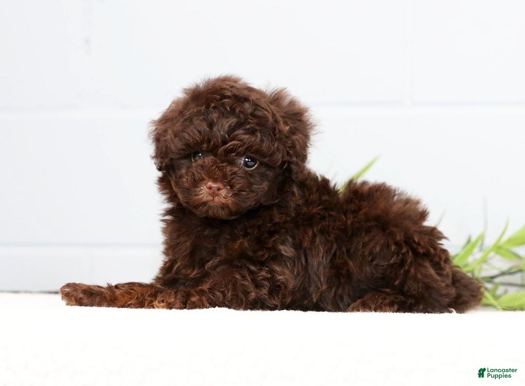 Toy Poodle dogs for sale: Lexie Toy - Ad 7