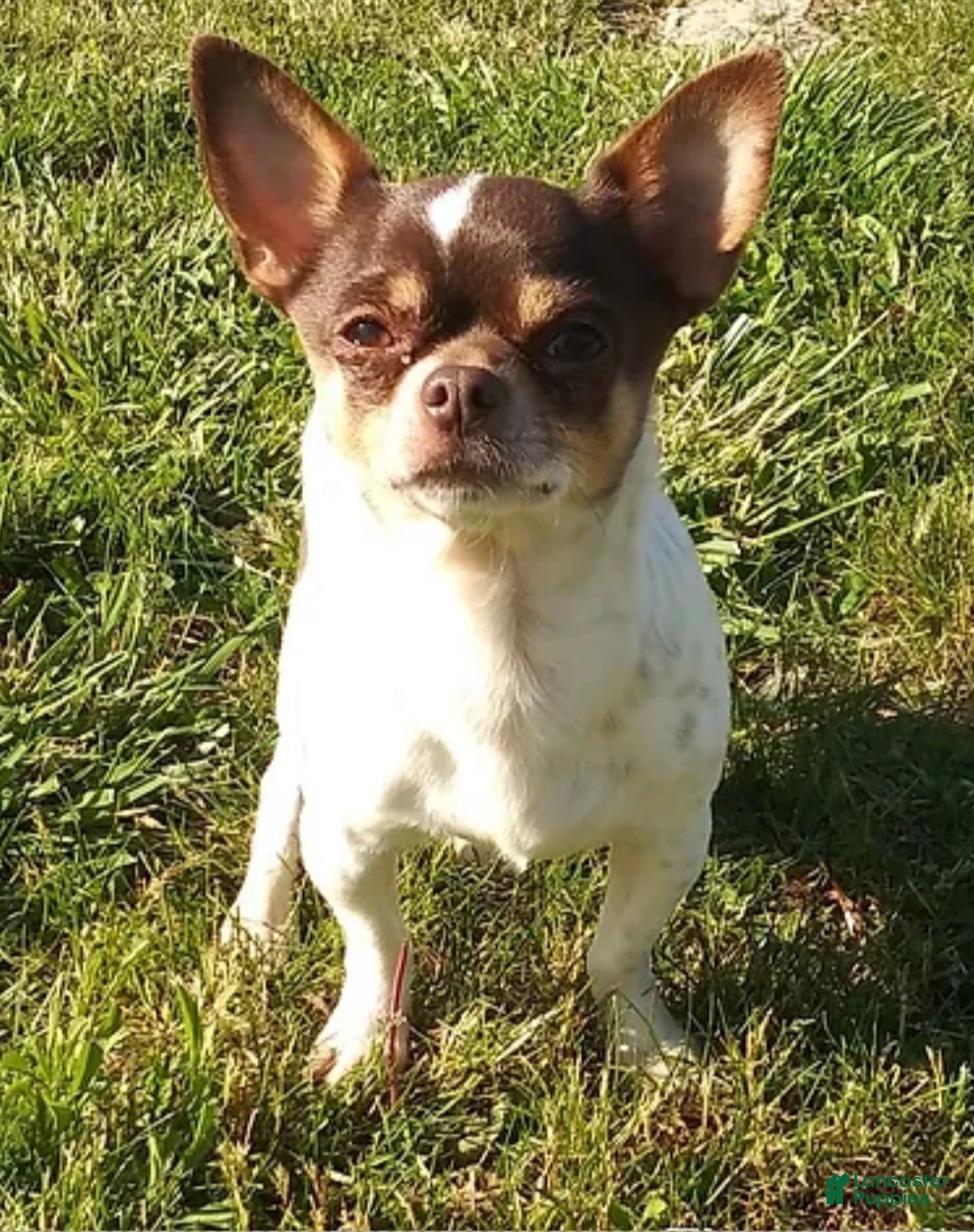 Chihuahua dogs for sale: Micah - Ad 16