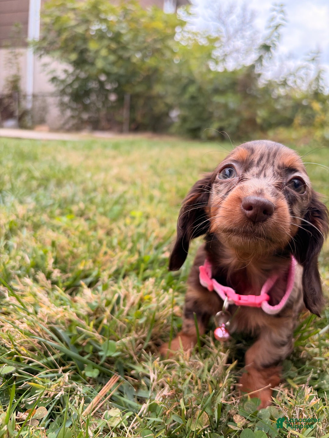 Miniature Dachshund dogs for sale: Maple - Ad 3