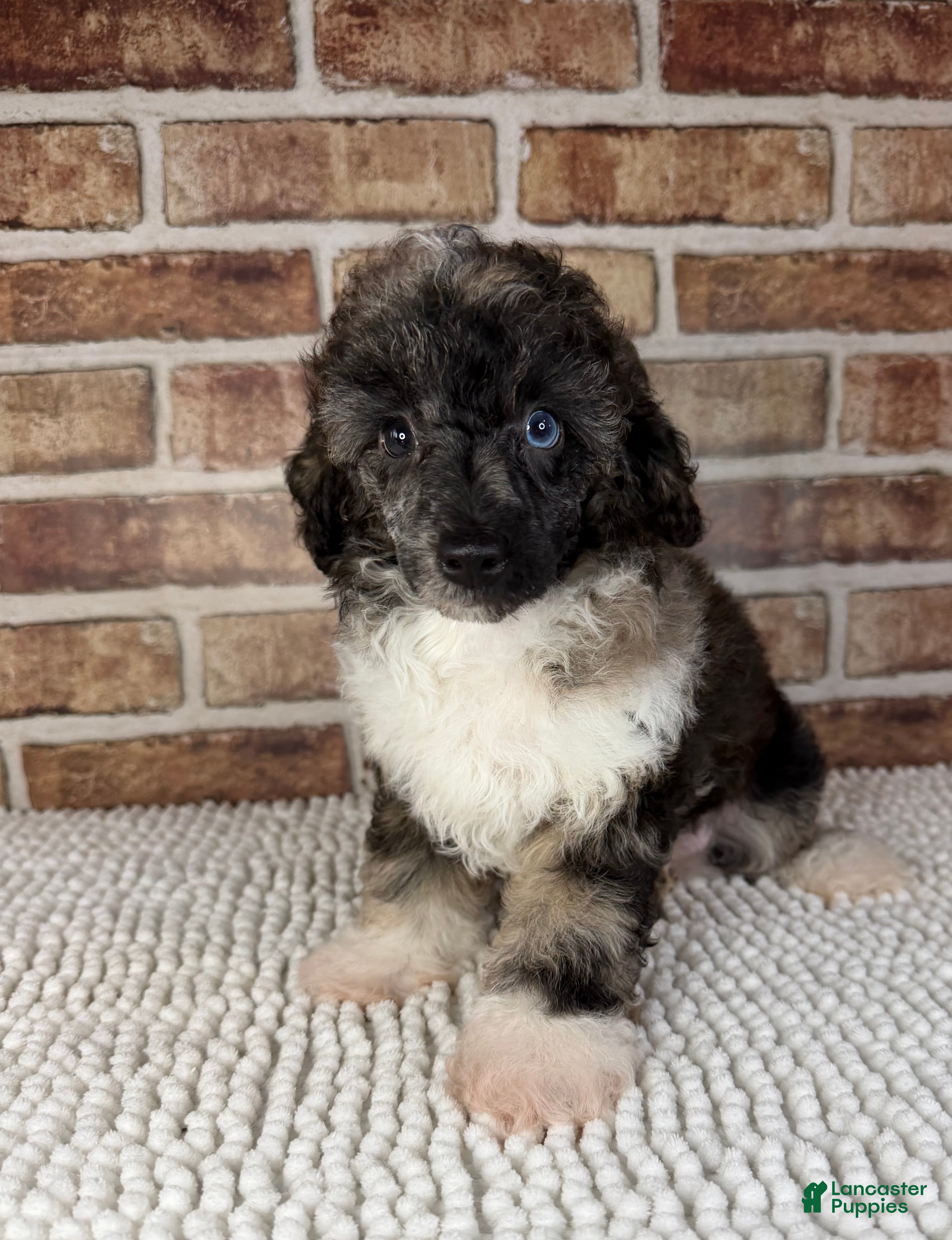 Toy Poodle dogs for sale: AKC Wilder - Ad 2