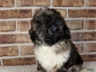 Toy Poodle dogs AKC Wilder - Ad 13