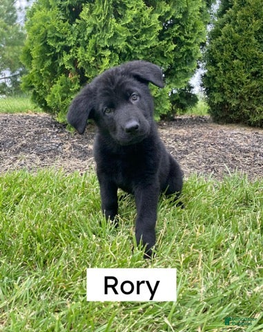 German Shepherd dogs German Shepherd (Rory) - Ad 42