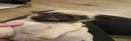 Pug dogs for sale: Pug Puppy 2 - Ad 2