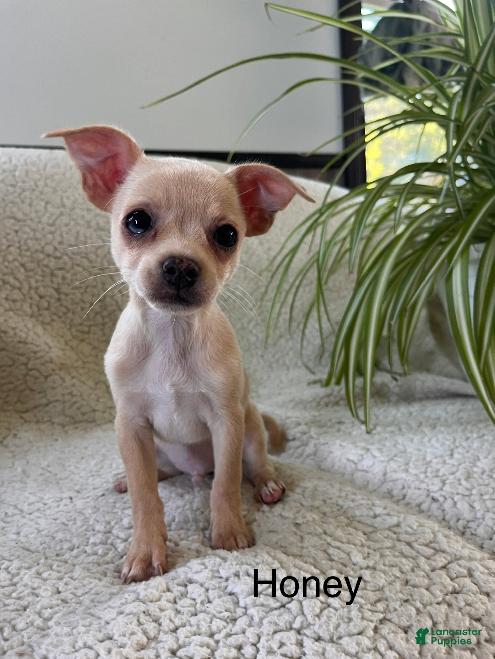 Chihuahua dogs Honey - Ad 1