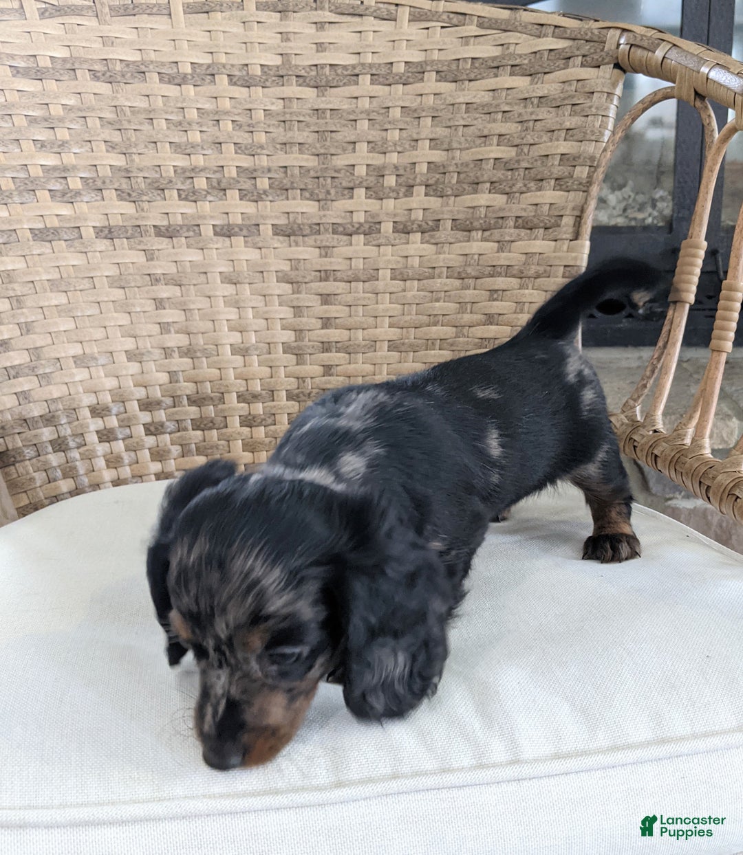 Miniature Dachshund dogs for sale: Jasmine  - Ad 2
