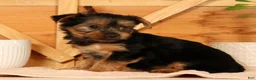 Yorkshire Terrier dogs for sale: Violet - Ad 8