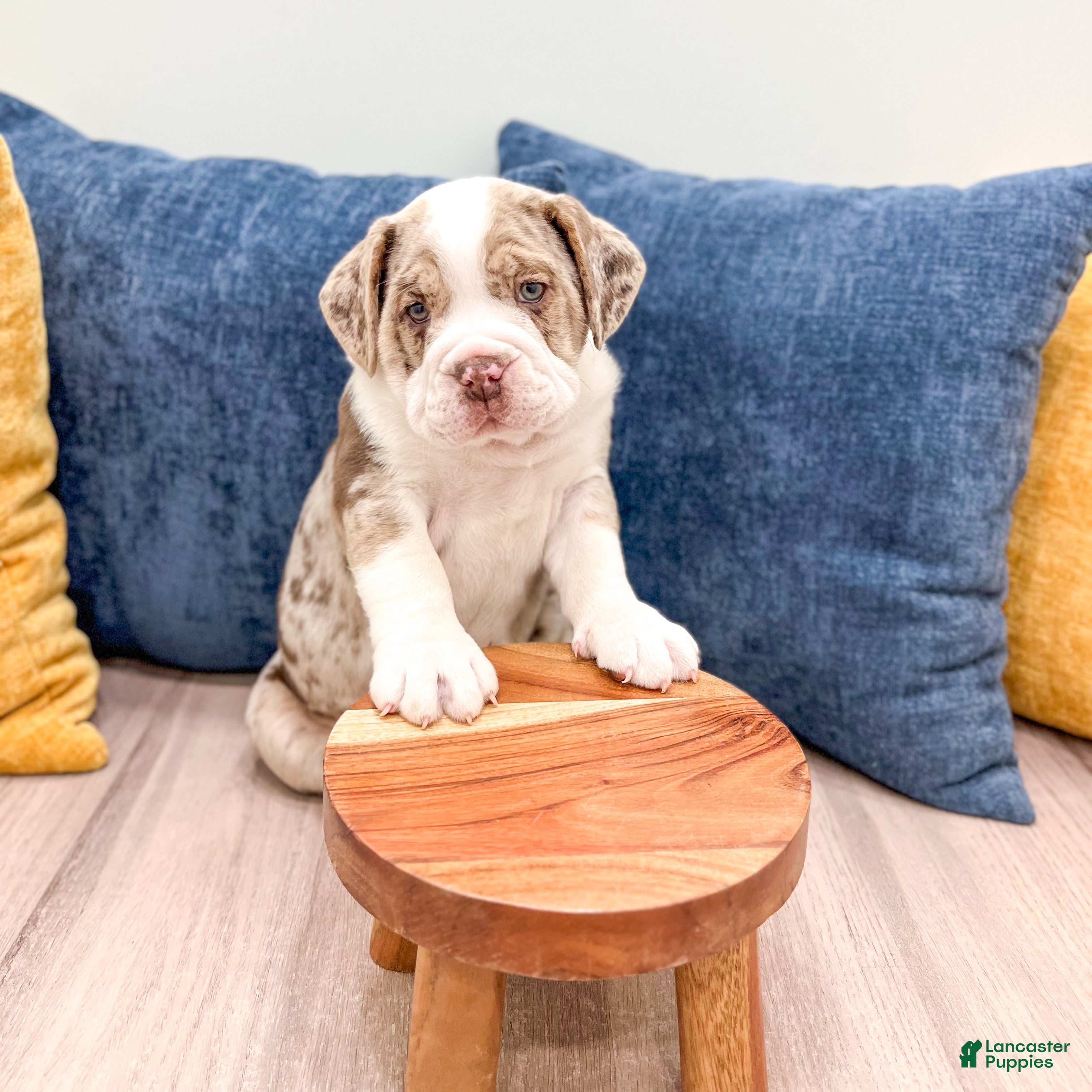 Beabull dogs Parker - Ad 2