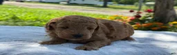 Mini Goldendoodle dogs for sale: Guitar - Ad 4