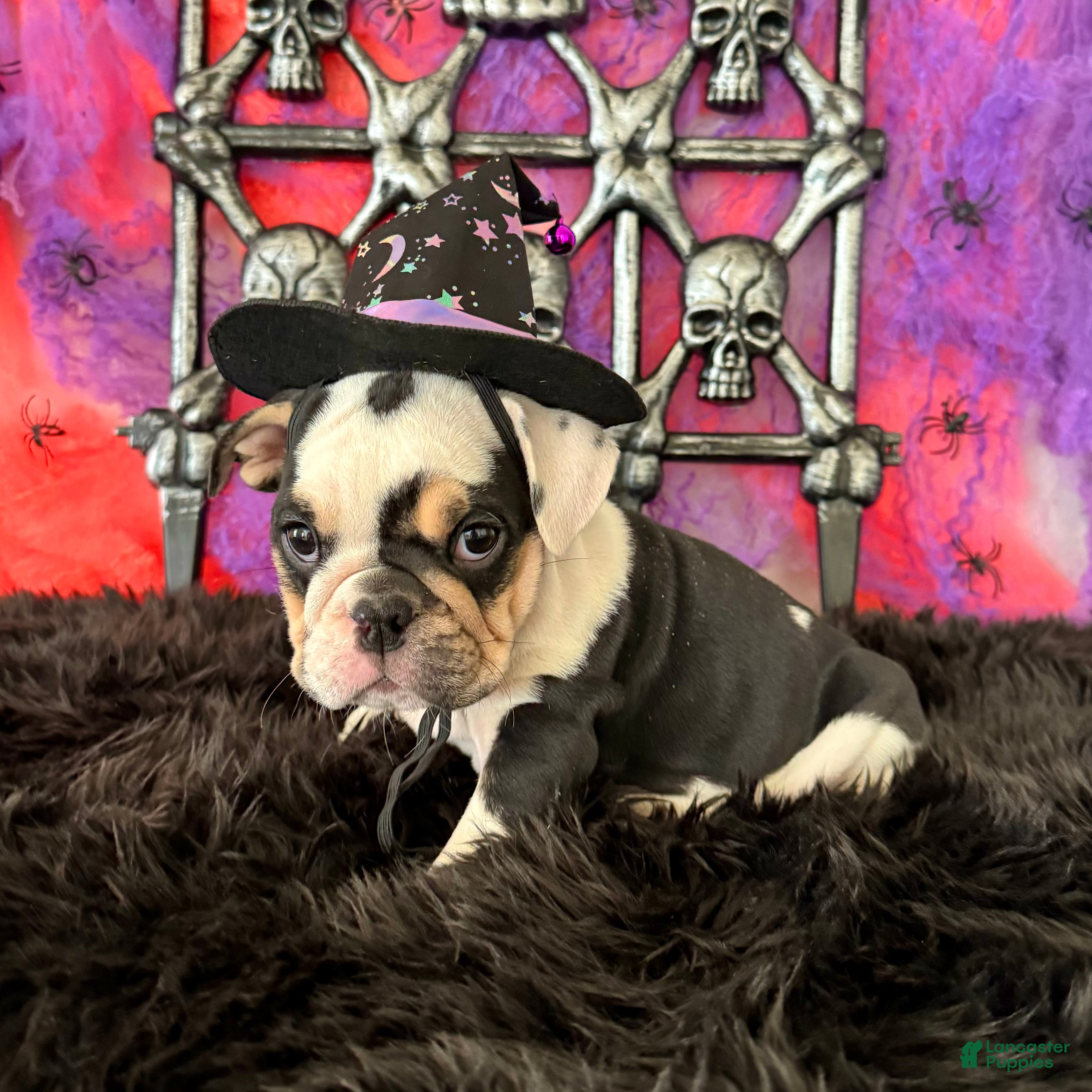 English Bulldog dogs Frida - Ad 1