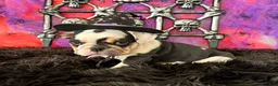 English Bulldog dogs for sale: Frida - Ad 1