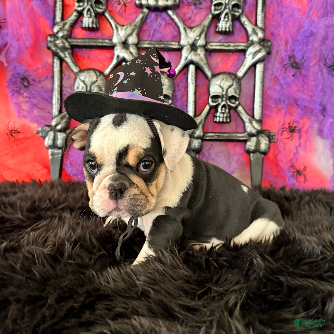 English Bulldog dogs for sale: Frida - Ad 1