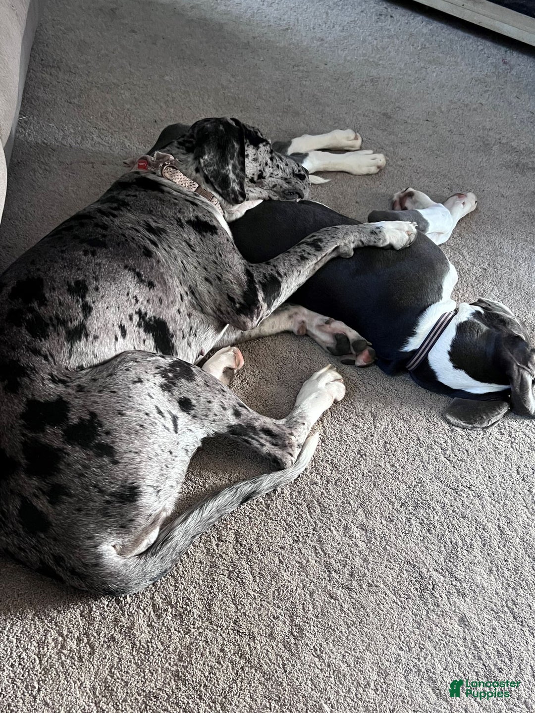 Gallery Image {{count}}