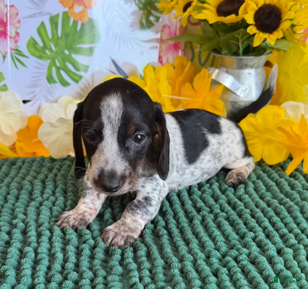 Miniature Dachshund dogs for sale: Rascal - Ad 3