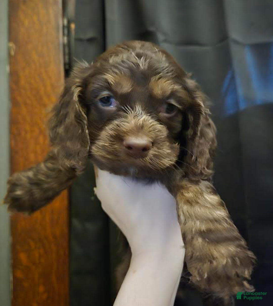 Cocker Spaniel dogs for sale: Lola - Ad 1