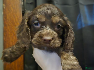 Cocker Spaniel dogs Lola - Ad 41