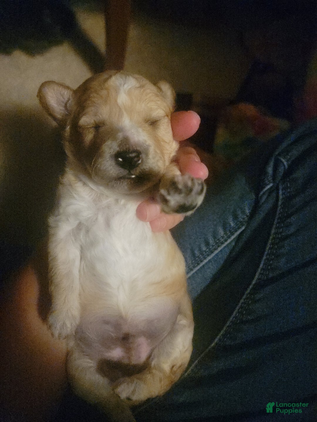 Bichpoo dogs for sale: Bandit - Ad 1