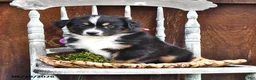 Australian Shepherd dogs for sale: Arnold - Ad 1