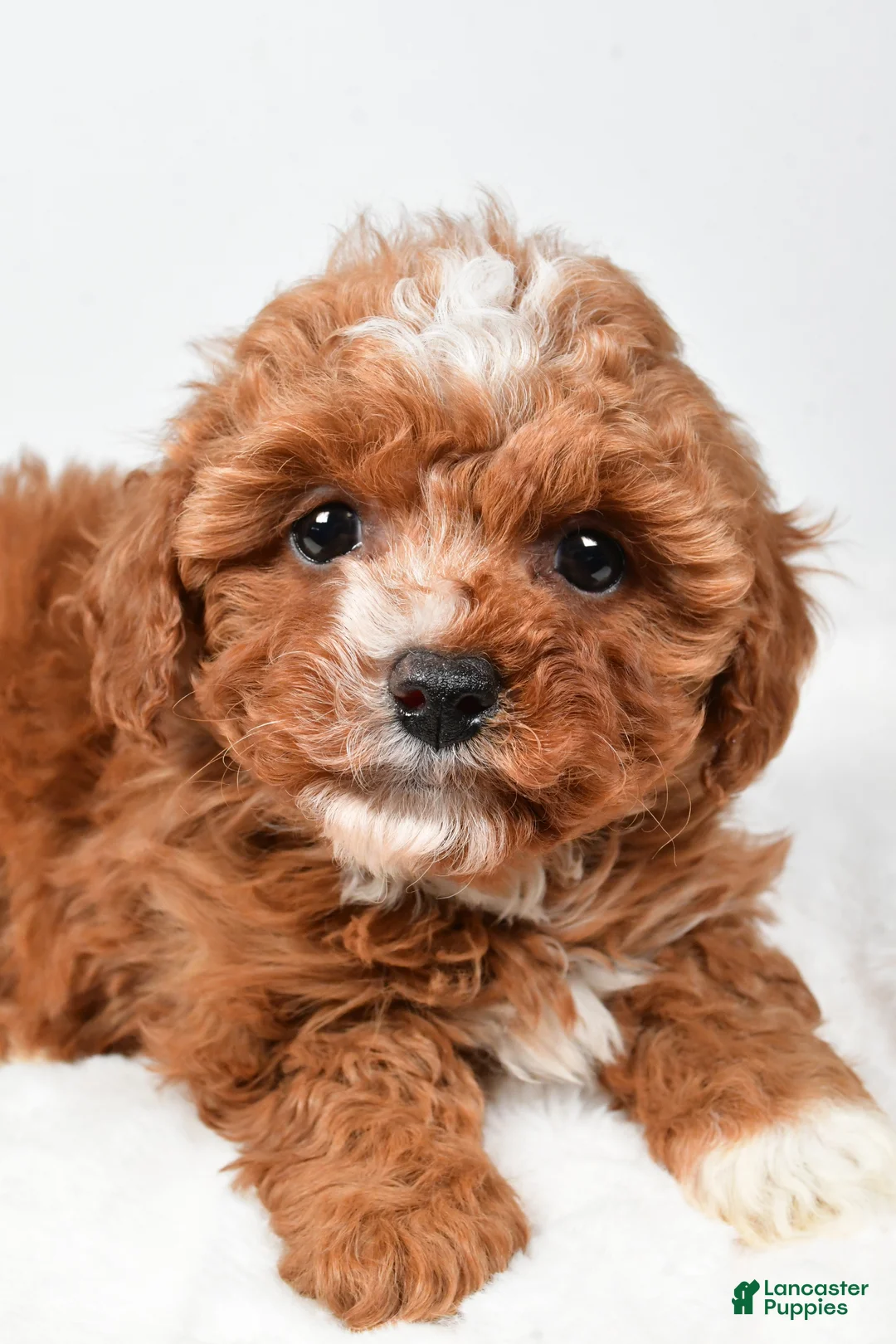 Cavapoo dogs for sale: Roxy - Ad 3