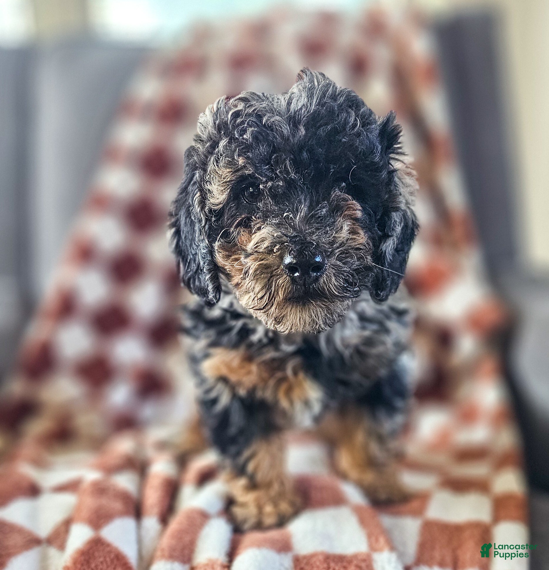 Miniature Poodle dogs Shadow - Ad 27