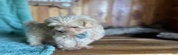 Maltipoo dogs for sale: Maltipoo Puppy 1 - Ad 5