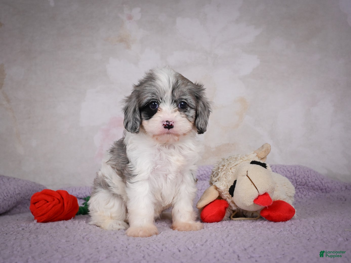 Cavapoo dogs Ruby - Ad 2